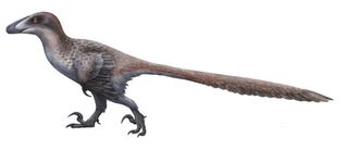 Deinonychus antirrhopus, feathered, running