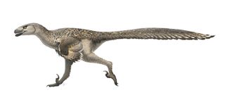 Dromaeosaurus albertensis life restoration