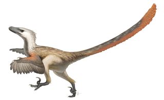Velociraptor mongoliensis life restoration